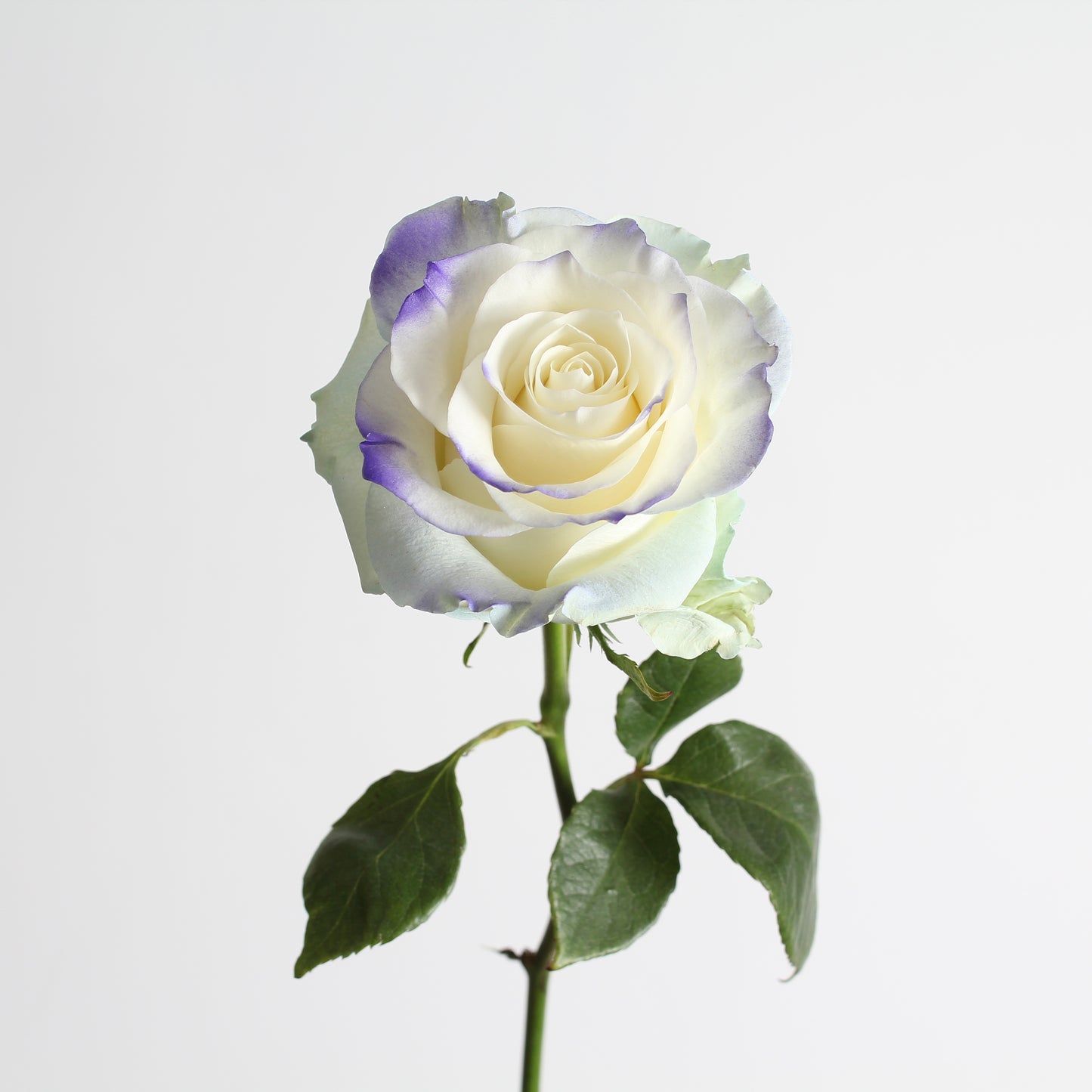 White lavender