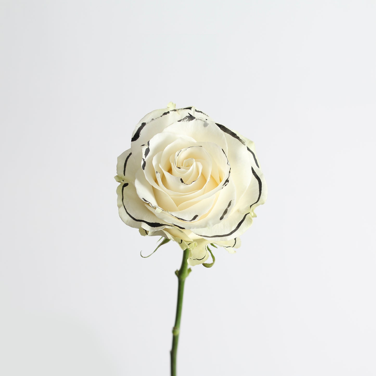 Rosa Chanel