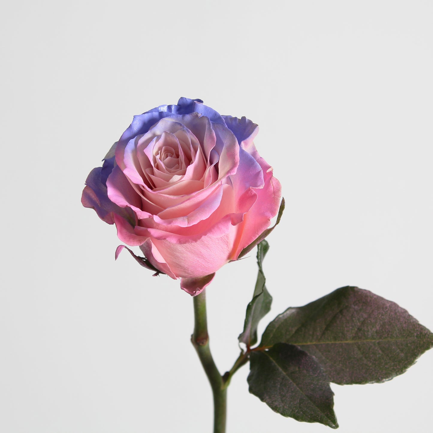 Sweet Love
