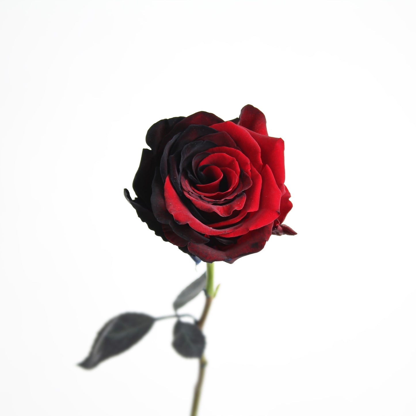 Rosa Carmen