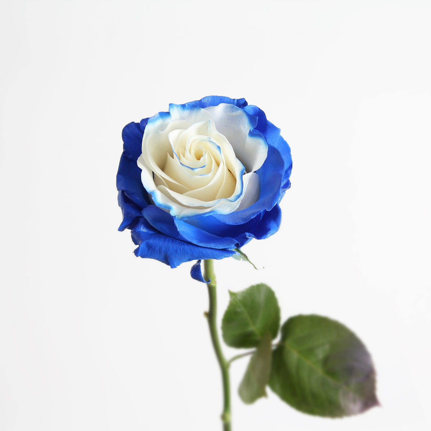 Blue Fairy