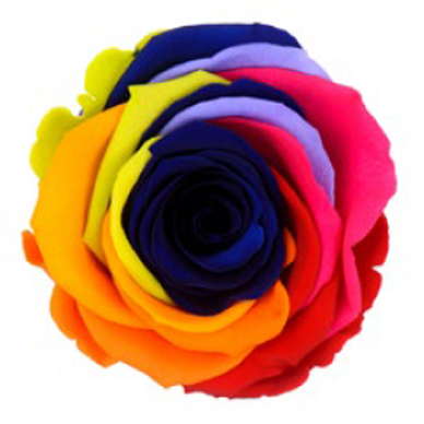 RoseAmor - RAINBOW 彩虹玫瑰