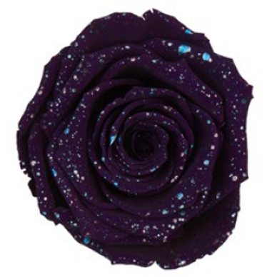 RoseAmor - Galaxy 星空玫瑰