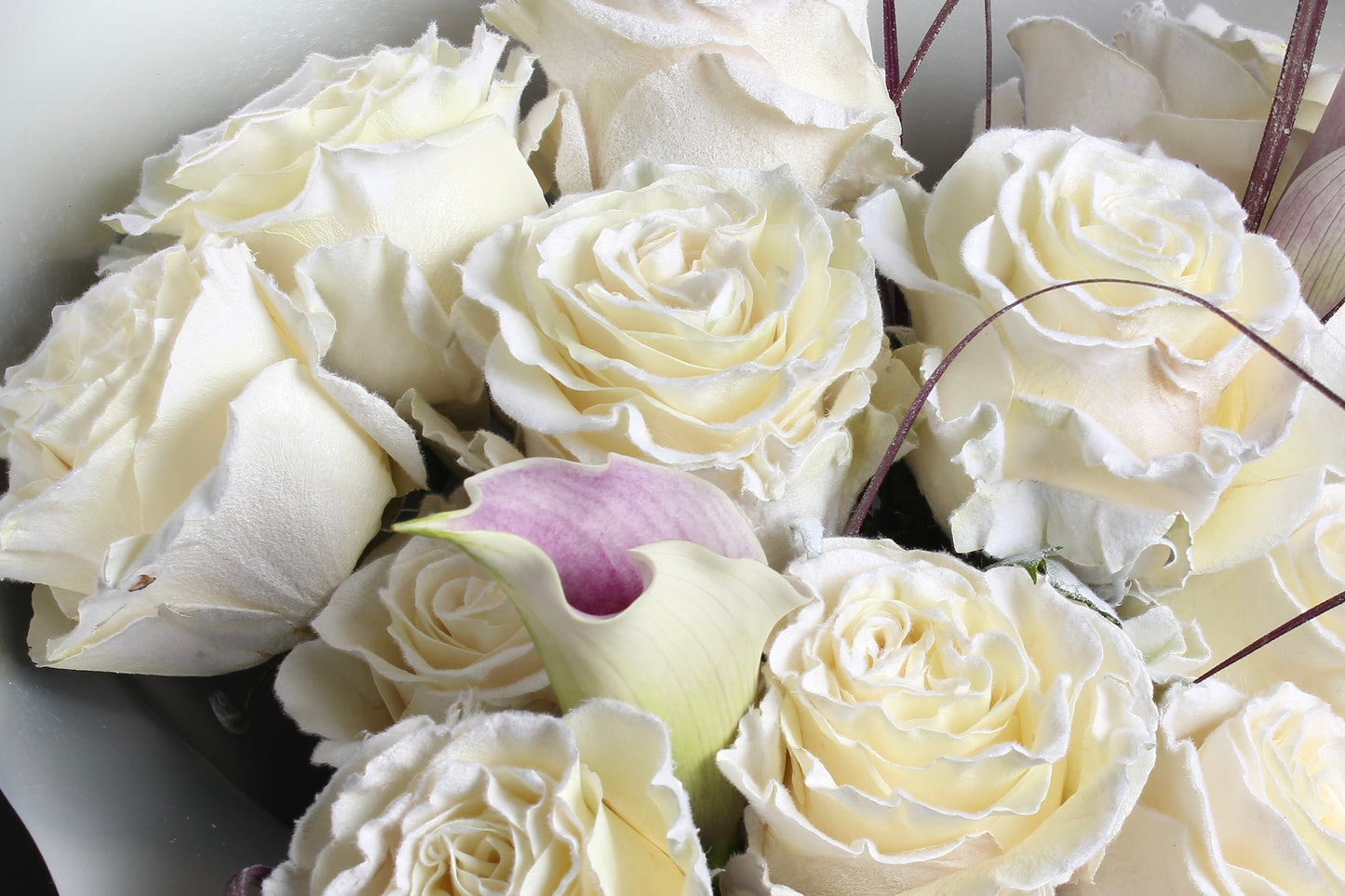 ［Fresh Flower］03 The Lunar veil  厄瓜多爾雪花白玫瑰