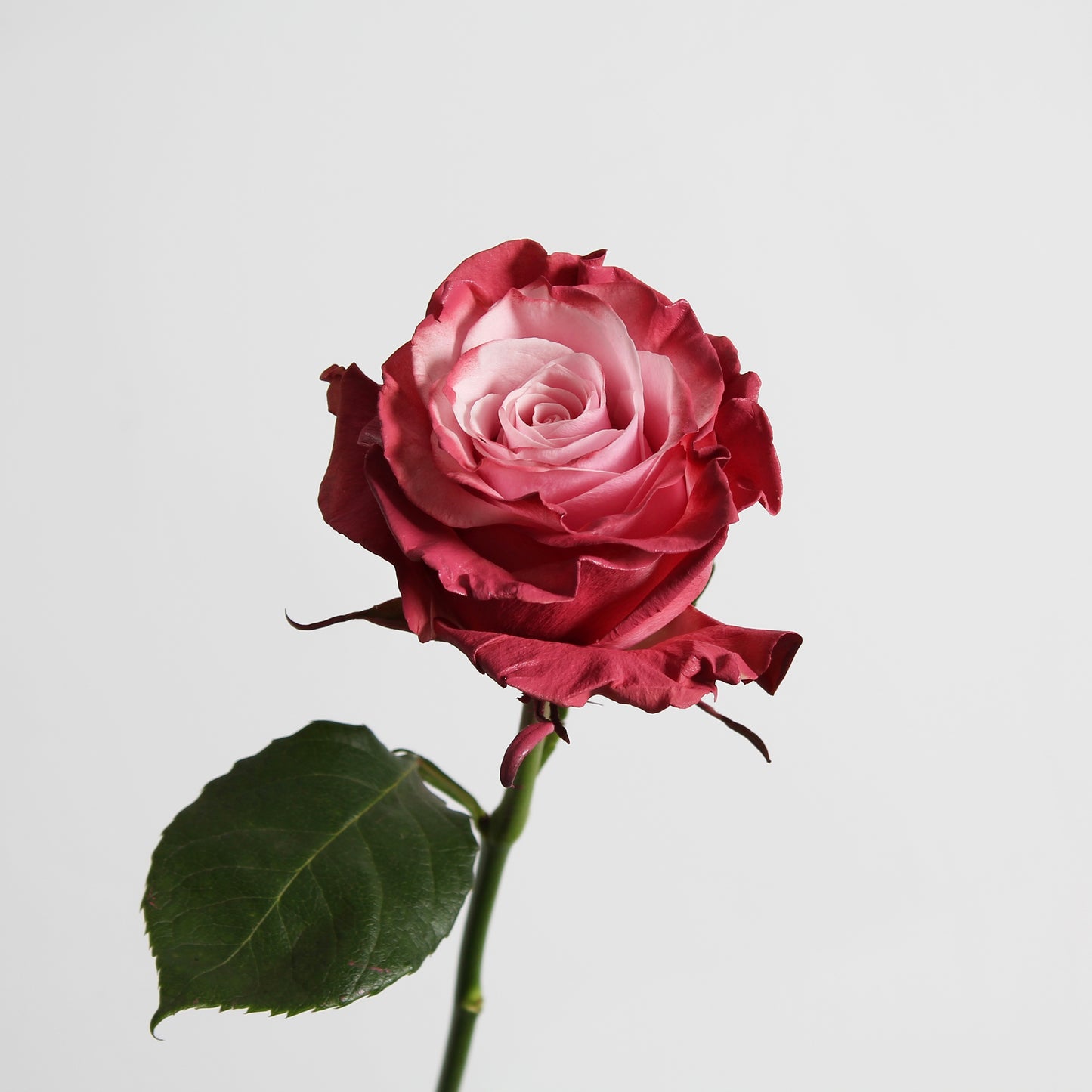 Mauve Roses