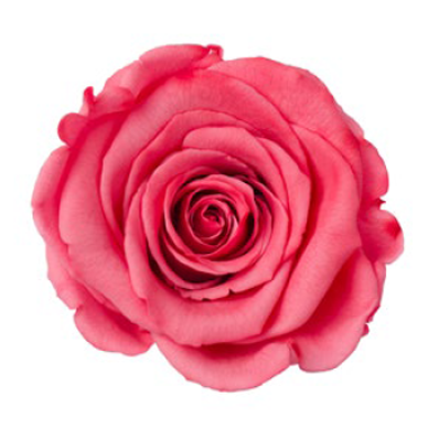 RoseAmor - BICOLORS  雙色漸層玫瑰