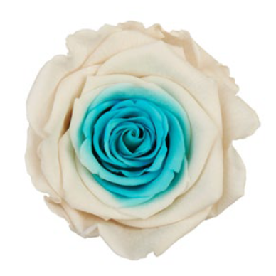RoseAmor - BICOLORS  雙色漸層玫瑰