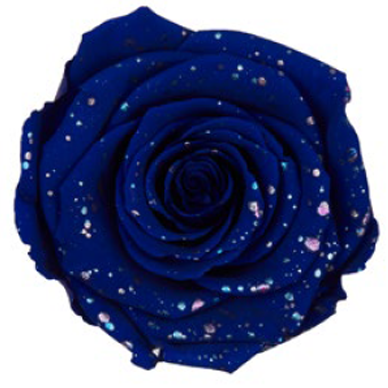 RoseAmor - Galaxy 星空玫瑰