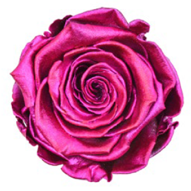RoseAmor - Metallics 金屬玫瑰