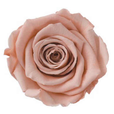 RoseAmor - Base Colors 單色玫瑰