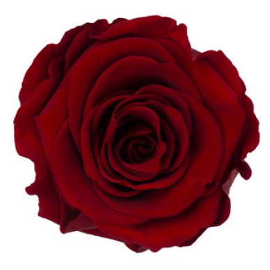 RoseAmor - Base Colors 單色玫瑰