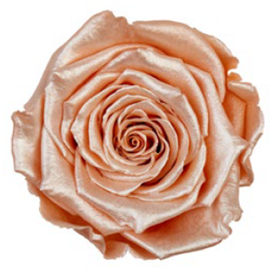 RoseAmor - Satin & Pearl 珠光玫瑰