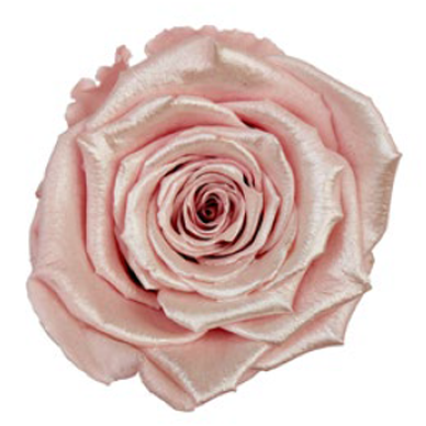 RoseAmor - Satin & Pearl 珠光玫瑰