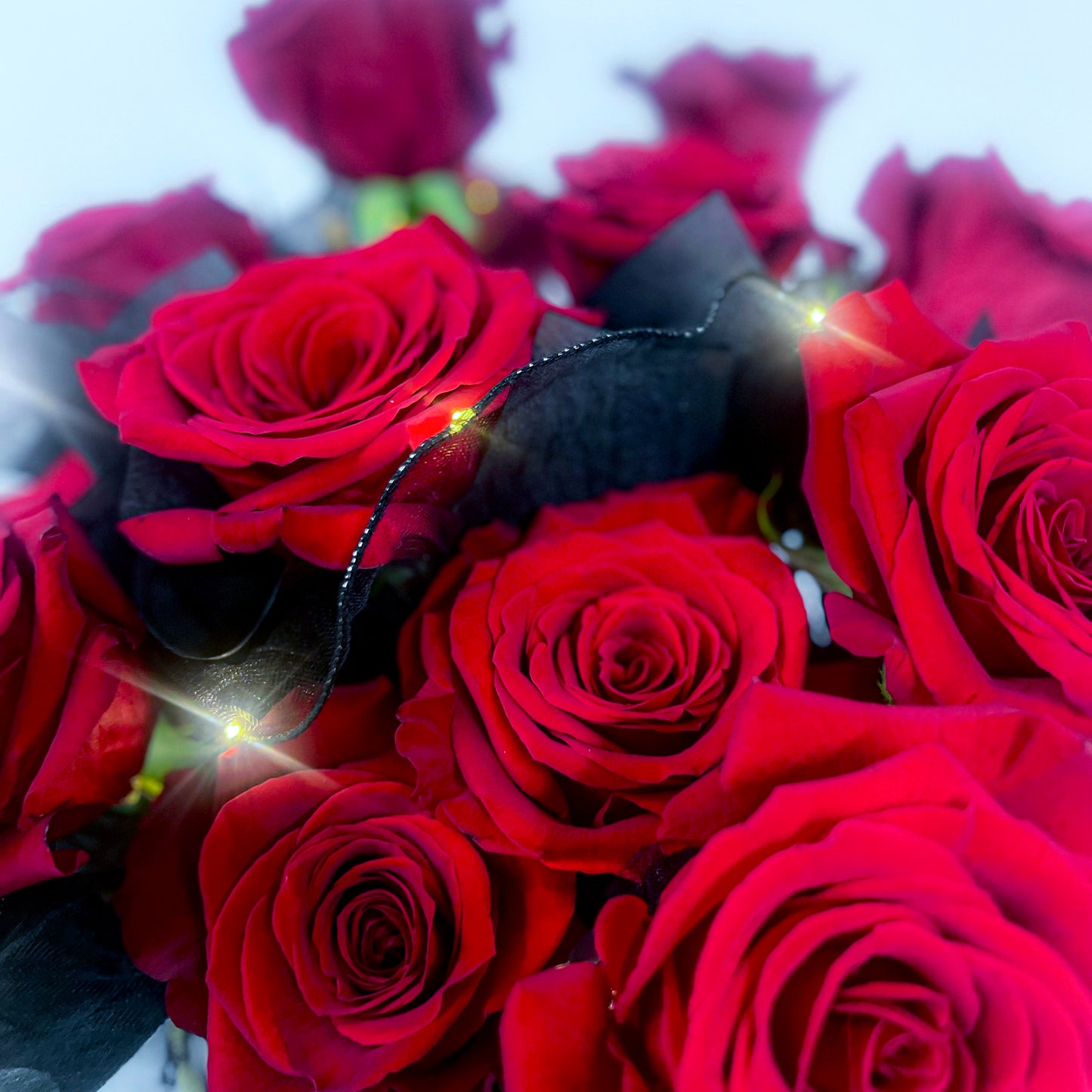 厄瓜多爾玫瑰星光花盒 - Velvet red